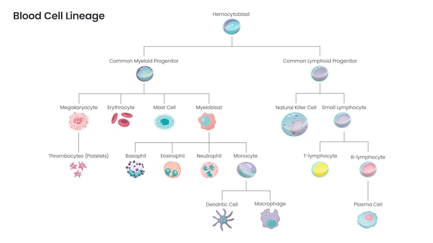 Vettore diagramma di illustrazione vettoriale della scienza educativa della discendenza delle cellule del sangue