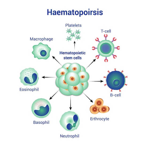 Клетки крови образуются во время гематопоэза Гематологические компоненты составляют все компоненты