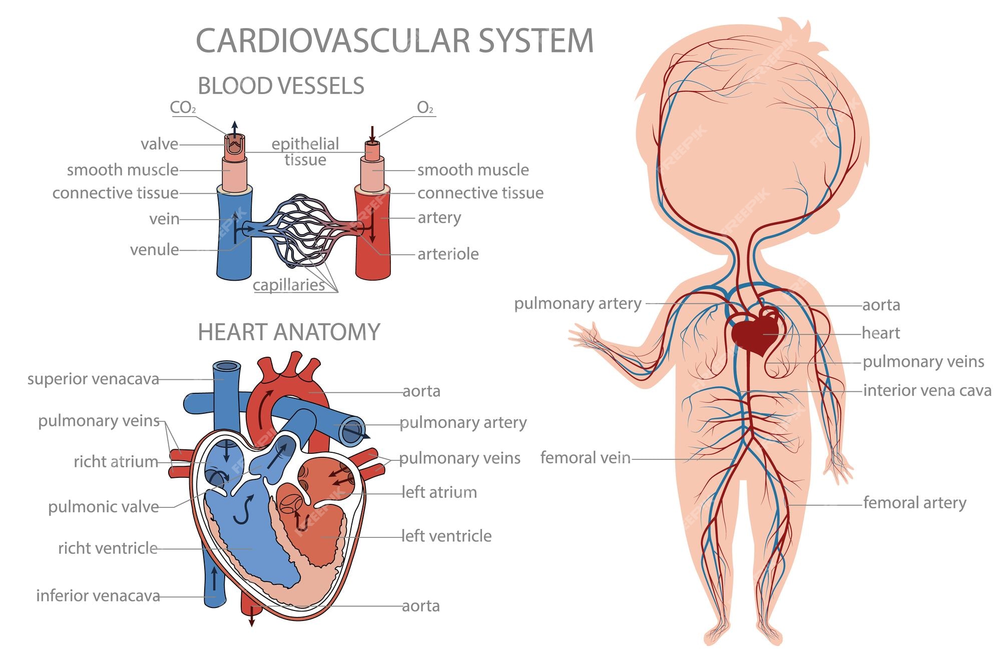 Premium Vector | Blood circulatory system system in kid body biology  education banner for kids cartoon colorful vector illustration