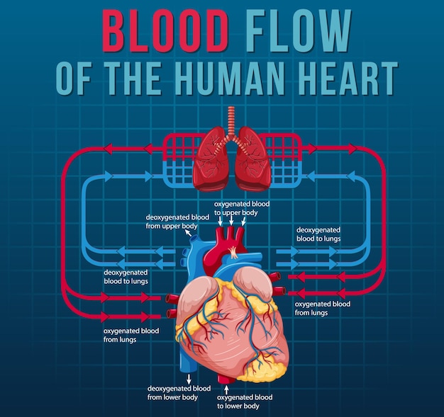 Flusso sanguigno del cuore umano