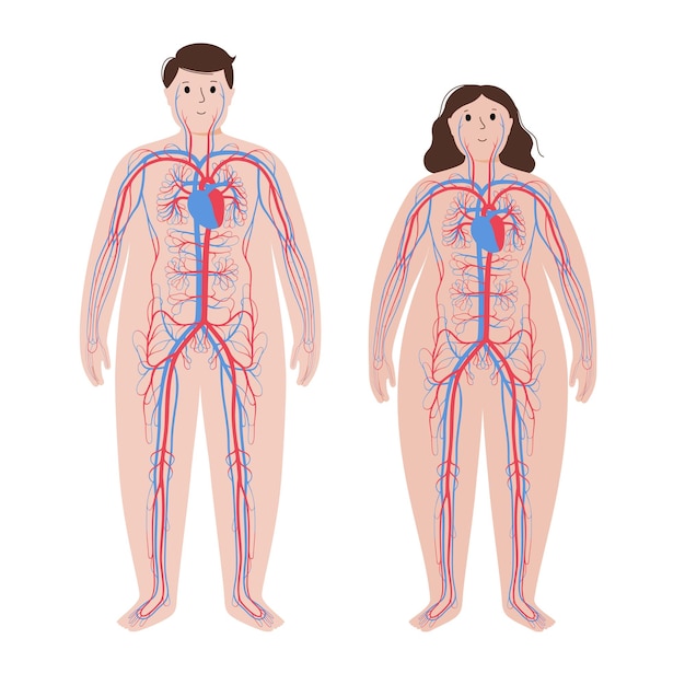 ベクトル 肥満体の血液系
