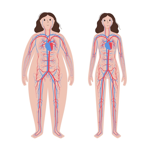 Sistema sanguigno nel corpo obeso