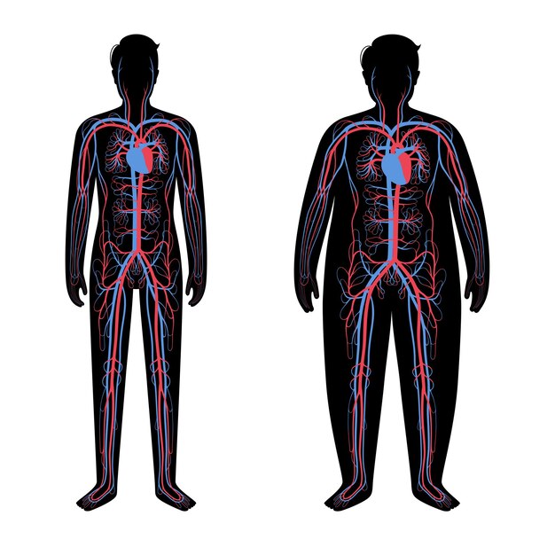 Sistema sanguigno nel corpo obeso