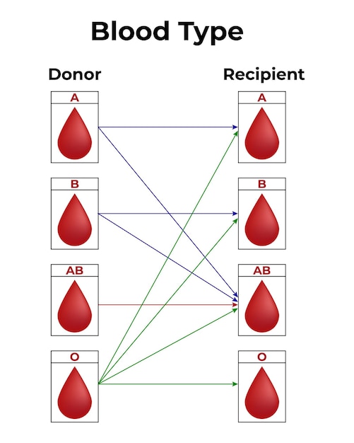 Vector blood type donor recipient vector illustration