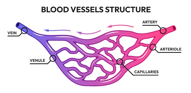Vettore vasi sanguigni circolazione arterie e vene umane sangue disossigenato con capillari di ossigeno