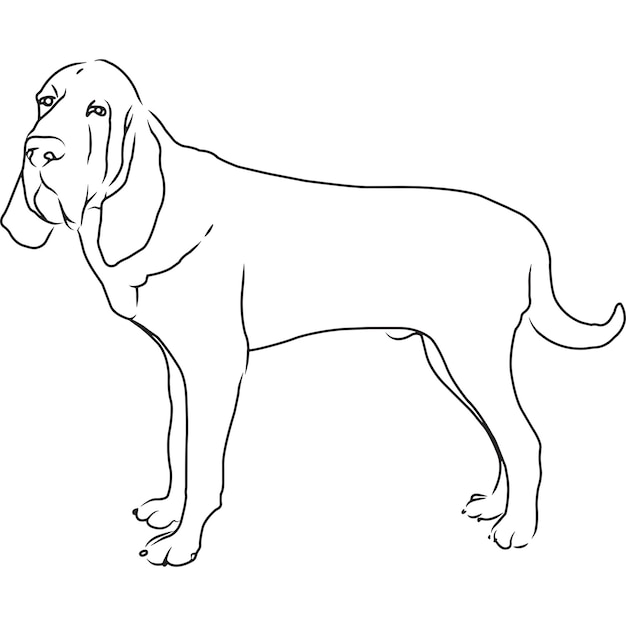 Bloodhound Dog Hand Sketched Vector Drawing