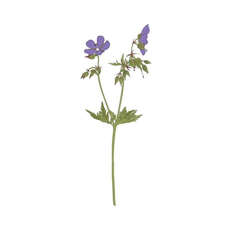 Vector 在白色背景上隔離的花朵向量插圖