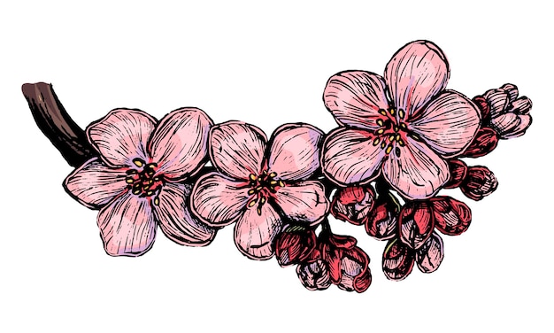 ベクトル さくら桜の咲く枝手描きベクトルイラスト白で隔離植物スケッチヴィンテージ彫刻スタイル