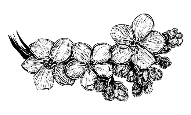 Цветущая ветвь сакуры Вишневый цвет Ручной рисунок векторной иллюстрации Ботанический эскиз изолирован на белом Винтажный стиль гравировки