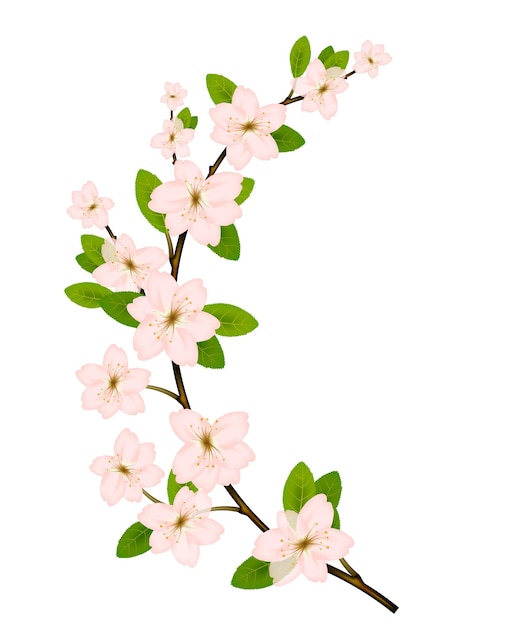 Vettore ramo fiorito con fiori primaverili rosa.