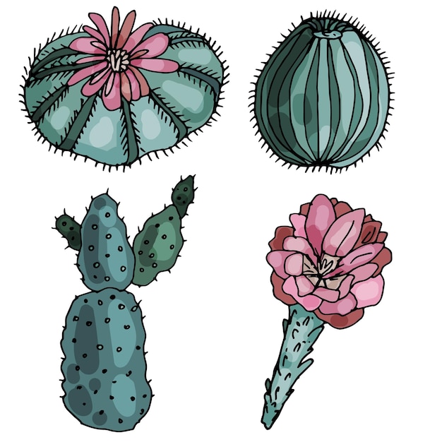 Vector blooming cactus on an isolated white background the contour is drawn by hand