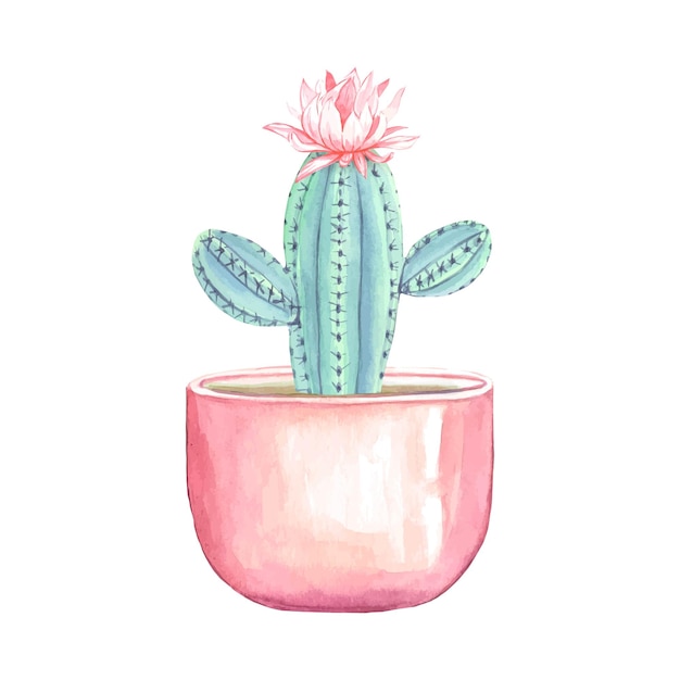 Blooming cactus in a pot watercolor illustration