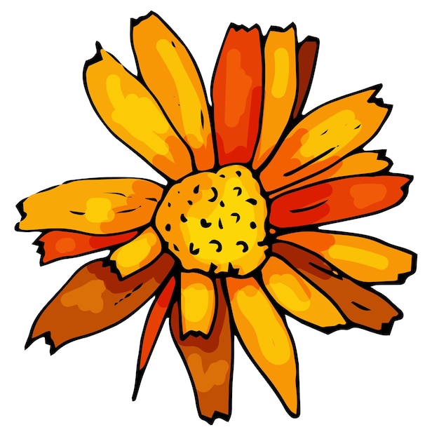 Blooming calendula on an isolated white background the contour is drawn by hand