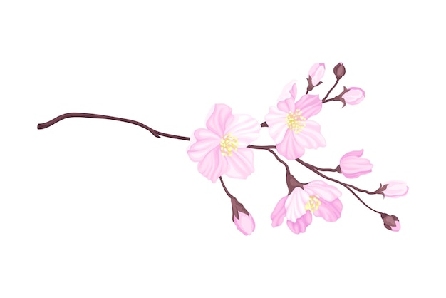 blooming cherry branch with tender pink flower blossoms vector illustration