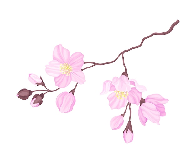 blooming cherry branch with tender pink flower blossoms vector illustration