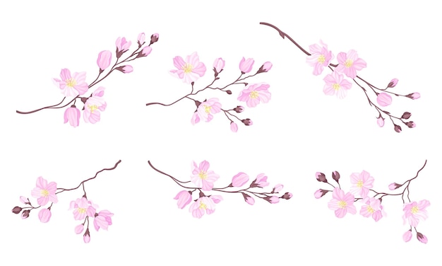 麗なピンクの花がく桜の枝 ベクトルセット