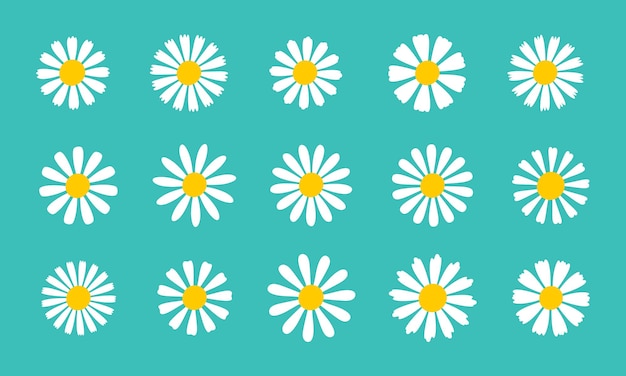 Vector blooming daisy collection white petal daisy blooming in spring