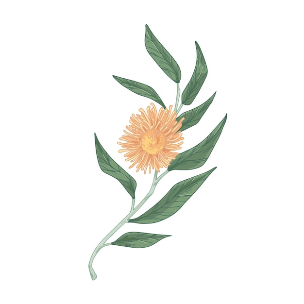 Blooming eucalyptus flower with lush yellow petals isolated on white background. Hand-drawn floral element with stem and leaves. Realistic botanical vector illustration in vintage style.