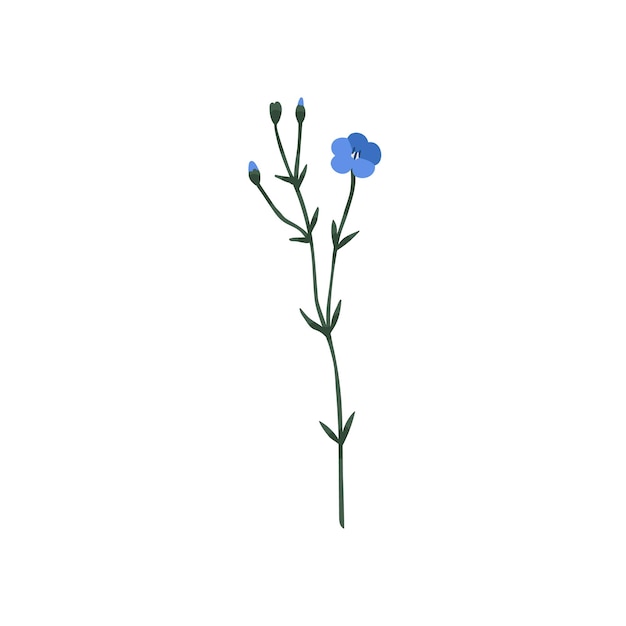 Vector blooming flax flower. field floral plant with blue blossomed and unblown buds, stem. modern botanical drawing of linum usitatissimum. colored flat vector illustration isolated on white background.