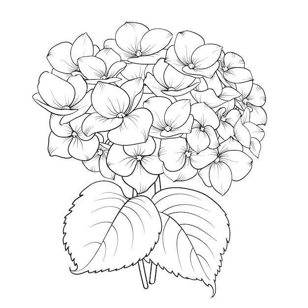 Blooming flower hydrangea.