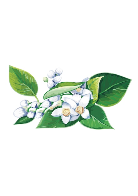 Vector blooming jasmine isolated on white background vector illustration in flat style