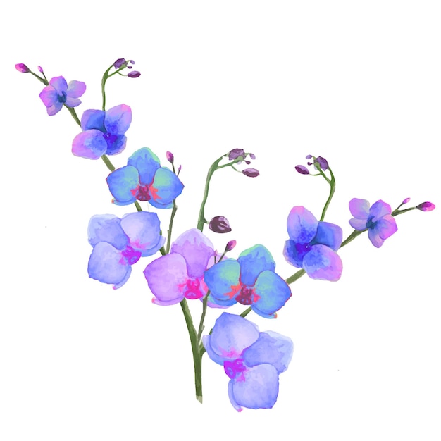 Blooming orchid flowers illustrations tropical phalaenopsis orchid flowers