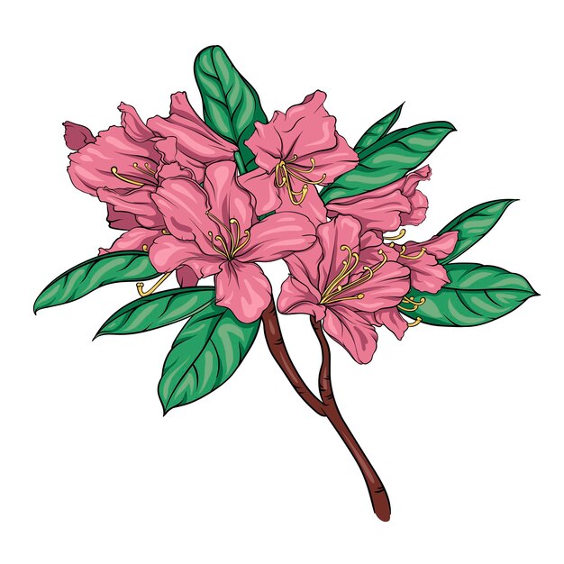 blooming rhododendron branch with flowers and leaves vector illustration on transparent background