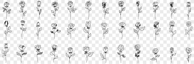 Blooming rose flowers doodle set