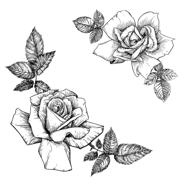 Blooming roses and leaves on a white background. Flowers in the style of engraving.