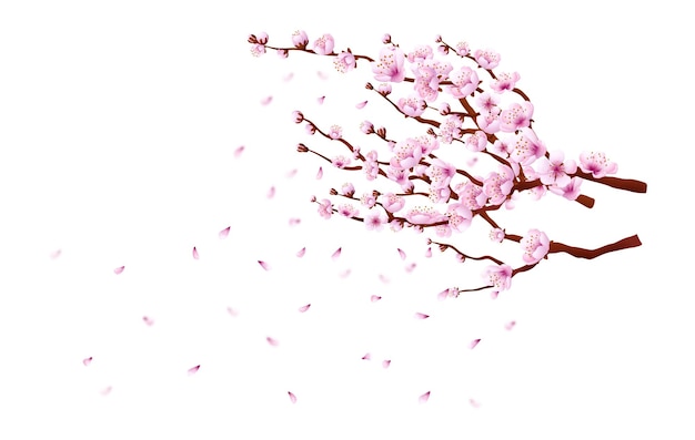 Premium Vector | Blooming sacura branch. japanese cherry blossom tree isolated on white background Premium Vector | Blooming sacura branch. japanese cherry blossom tree isolated on white background