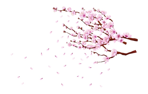 咲くサクラの枝。白い背景に分離された日本の桜の木