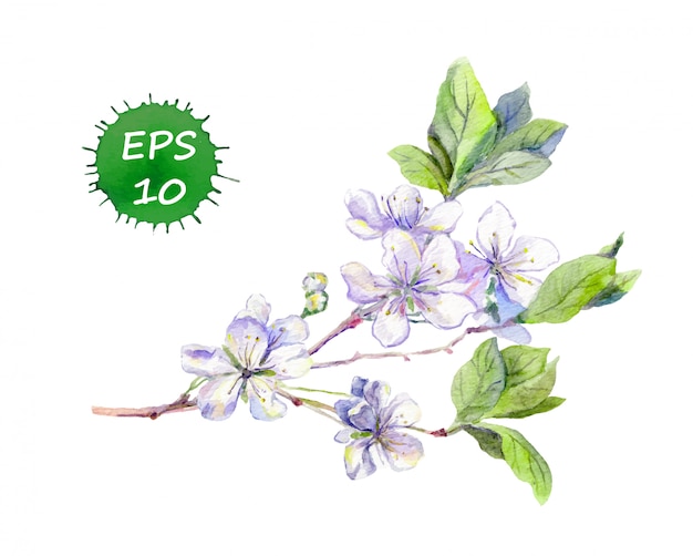 Blooming white cherry flowers japanese sakura. Watercolour vector