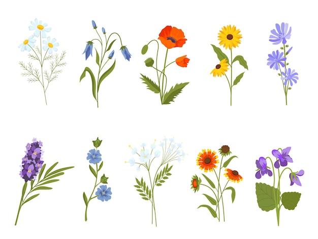 咲く野生の花、カモミール、ポピー、バイオレット、ラベンダー、ブルーベル。植物の医療植物、牧草地のハーブとフィールド低木ベクトルセット