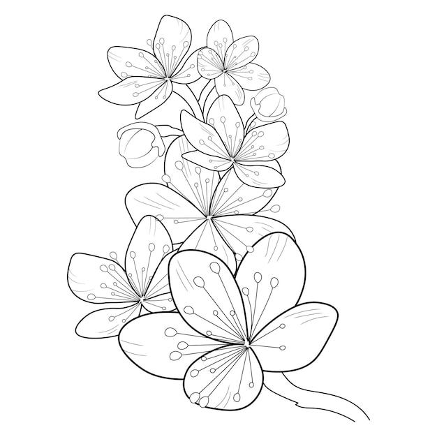 blossom cherry flower line drawn isolate image