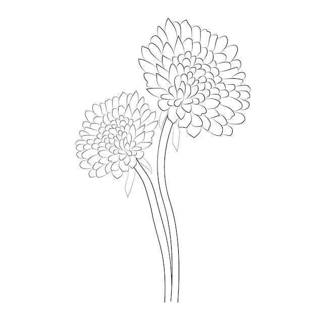 Blossom Chrysanthemum daisy flower hand drawn vector illustration on white background color page