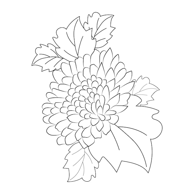 Illustrazione vettoriale disegnata a mano del fiore della margherita del crisantemo del fiore sulla pagina a colori di sfondo bianco