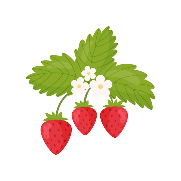 Blossom strawberry branch Vector illustration