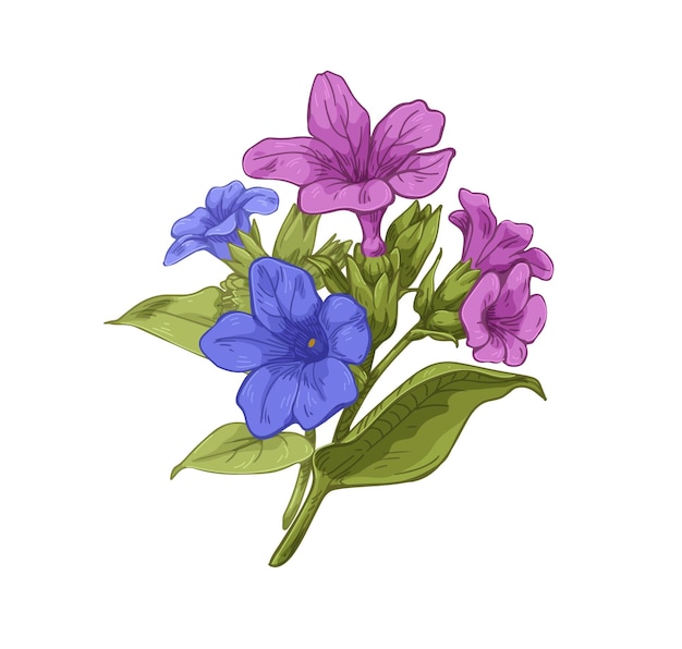 벡터 꽃이 피는 lungworts 꽃 레트로 스타일의 현실적 인 그림 꽃가루 꽃 식물 잎과 함께 야생 꽃 색 바탕에 고립 된 상세한 식물학적 빈티지 터 일러스트레이션