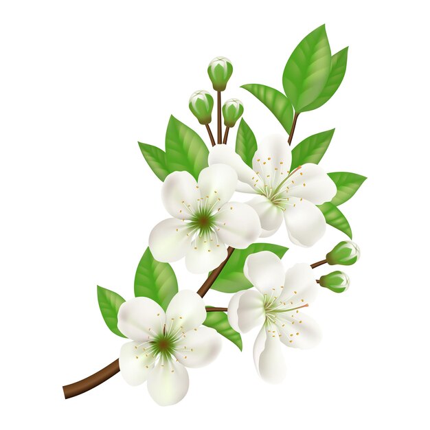 Vector blossoming apple tree twig