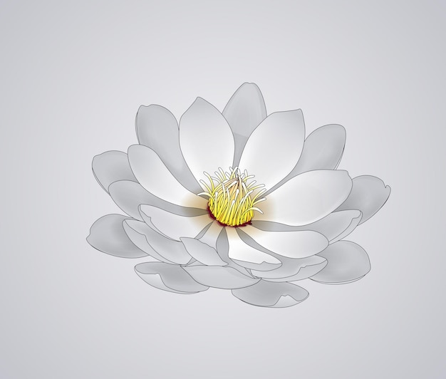 Blossoming beautiful white waterlily or lotus flower draw isolated