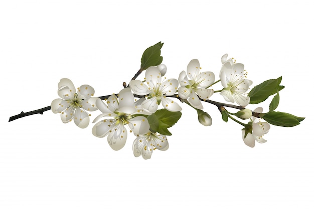 Vector blossoming cherry branch with white flowers.