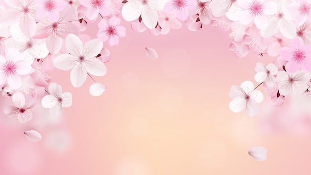 Blossoming light pink sakura flowers