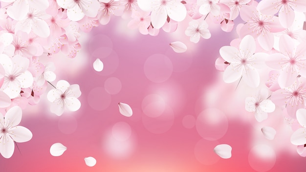 Blossoming light pink sakura flowers