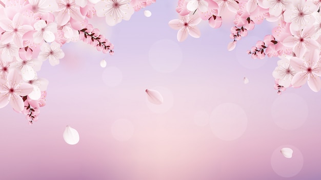 Blossoming light pink sakura flowers