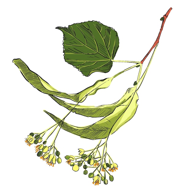 Vector blossoming linden branch