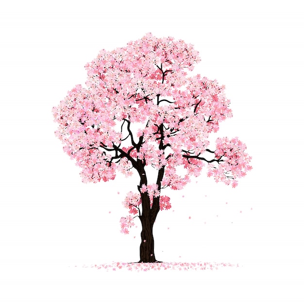 Blossoming Pink Sakura Tree Isolated