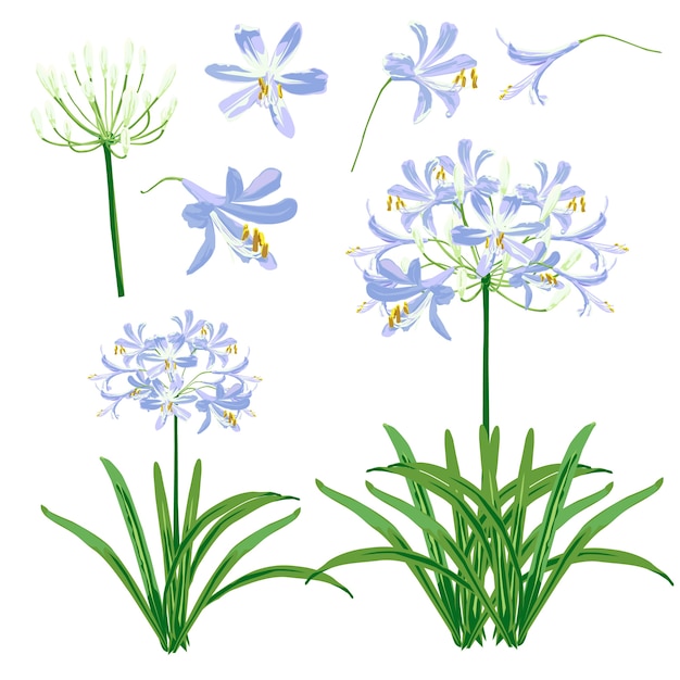 Blue agapanthus flower spring for object.