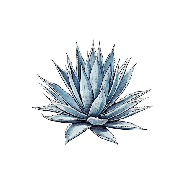 파란 아가베 식물 수채화 손으로 그린 스타일 터 일러스트레이션 디자인