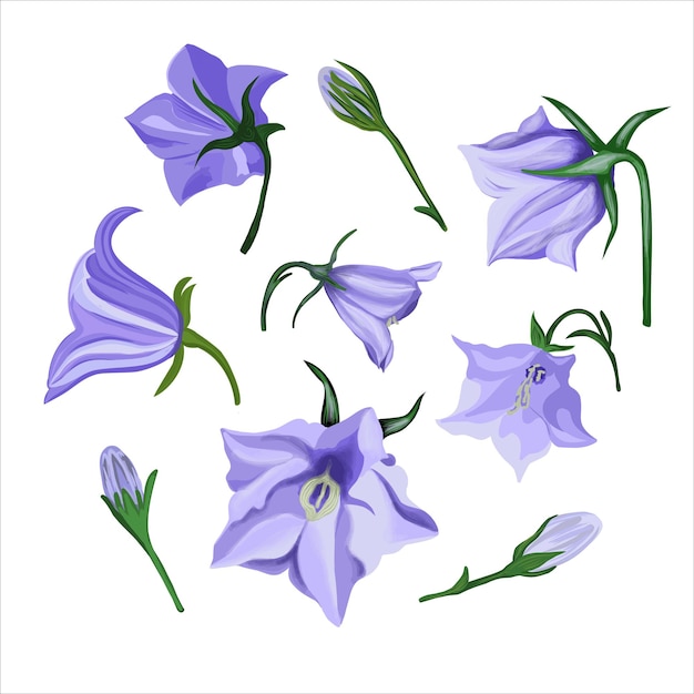 Blue bell flowers. Isolated blue flowers on a white background. Vector illustration.