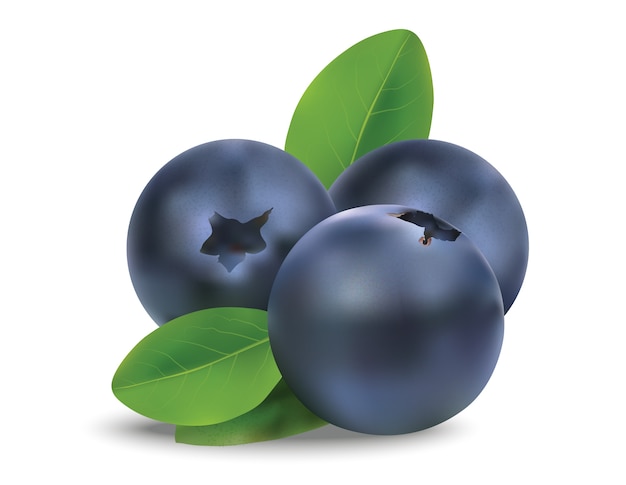 Blue Berries Vector